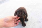 Chocolate Toy Poodle Puppy With Mka - Poodle Dog