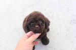 Chocolate Toy Poodle Puppy With Mka - Poodle Dog