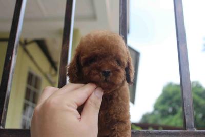 Super Red Tiny Toy Poodle - Poodle Dog