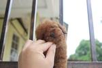 Super Red Tiny Toy Poodle - Poodle Dog