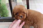 Super Red Tiny Toy Poodle - Poodle Dog