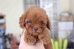 Super Red Tiny Toy Poodle - Poodle Dog