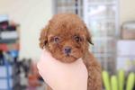 Super Red Tiny Toy Poodle - Poodle Dog