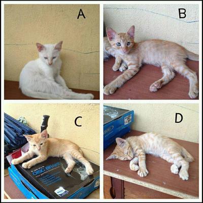 A,b,c &amp; D - Domestic Short Hair + Tabby Cat