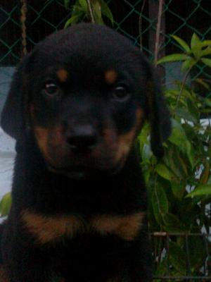 Rottweiler - Rottweiler Dog