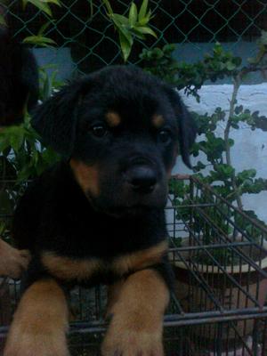 Rott - Rottweiler Dog