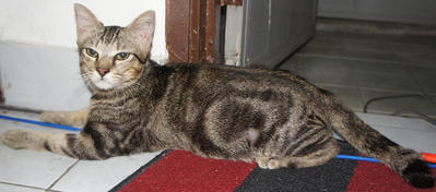 Sang Abong - Bengal + Domestic Short Hair Cat