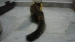 Sang Tupai/apai - Domestic Long Hair + Tabby Cat