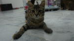 Sang Tupai/apai - Domestic Long Hair + Tabby Cat