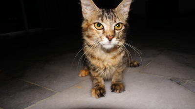 Sang Tupai/apai - Domestic Long Hair + Tabby Cat