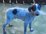 Spot - Mixed Breed Dog