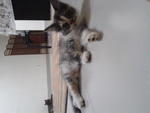 Eton - Domestic Long Hair Cat