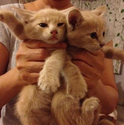 Peeper, Peeky &amp; Heidi - Domestic Medium Hair + Tabby Cat