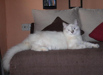 Donna - Persian + Ragdoll Cat