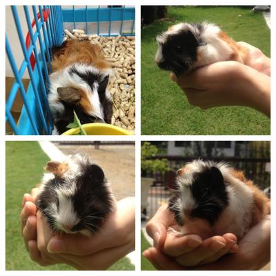 Larry - Guinea Pig Small & Furry