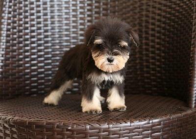 Black And Silver Schnauzer Tiny - Schnauzer Dog