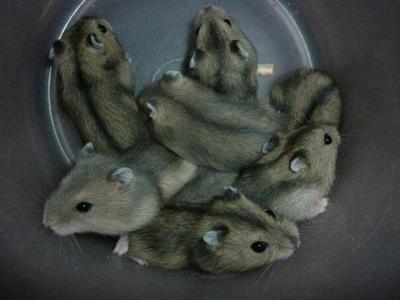 Winter White Normal/sapphire - Short Dwarf Hamster Hamster