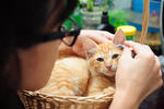 Cleaning Miru ears at 25 Feb 2013, she was tame.