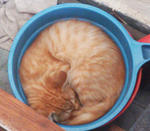 She like to sleep in round stuff. Her size just fit in the pail.