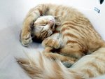 Funny cat sleep in basin