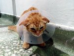 Just wake up after spaying...