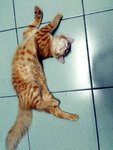 Dancing Cat, Wow