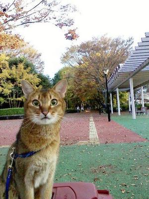 Abe 392141000366994 - Abyssinian Cat