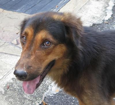  Boy Boy - German Shepherd Dog Mix Dog