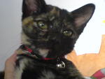 Abby Abigail - Tortoiseshell + Domestic Short Hair Cat