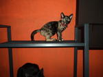 Abby Abigail - Tortoiseshell + Domestic Short Hair Cat