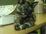 Abby Abigail - Tortoiseshell + Domestic Short Hair Cat