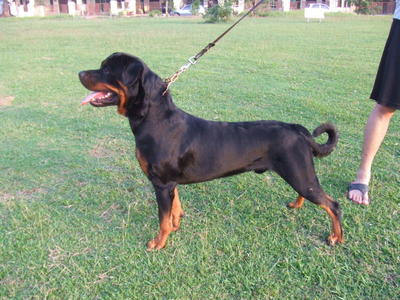 Nice Of Sunny Hill - Rottweiler Dog