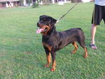 Nice Of Sunny Hill - Rottweiler Dog