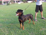 Nice Of Sunny Hill - Rottweiler Dog