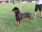 Nice Of Sunny Hill - Rottweiler Dog