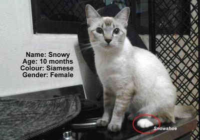 Snowy - Domestic Short Hair + Siamese Cat