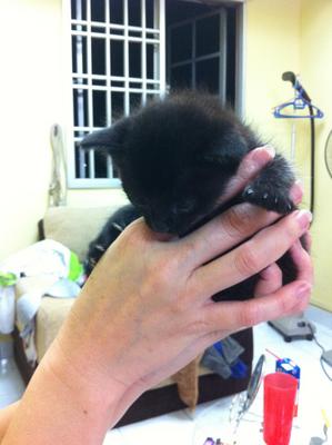 Little Black - Domestic Short Hair Cat