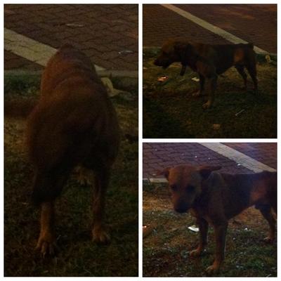 Lost Dog In Mont Kiara - Mixed Breed Dog