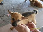 Chain Ferry Site Perai Penang - Mixed Breed Dog