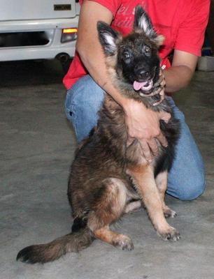 Cola - Belgian Shepherd Malinois Dog