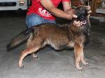 Cola - Belgian Shepherd Malinois Dog