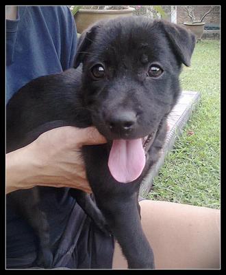 Shadowz - Labrador Retriever Mix Dog