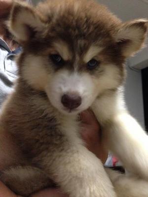 Heavy Thick Coat Siberian Husky - Siberian Husky Dog