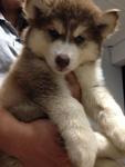 Heavy Thick Coat Siberian Husky - Siberian Husky Dog