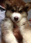 Heavy Thick Coat Siberian Husky - Siberian Husky Dog