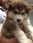 Heavy Thick Coat Siberian Husky - Siberian Husky Dog