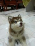 Heavy Thick Coat Siberian Husky - Siberian Husky Dog