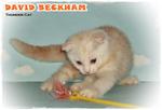 David Beckham - Scottish Fold Cat