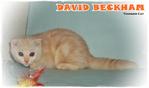 David Beckham - Scottish Fold Cat