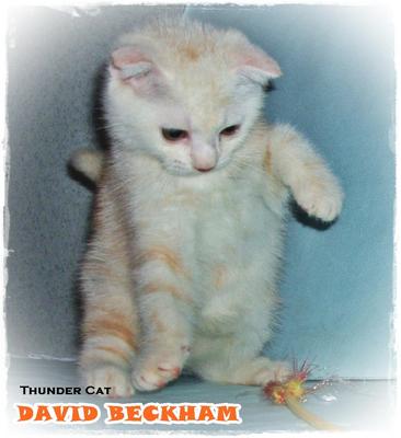 David Beckham - Scottish Fold Cat